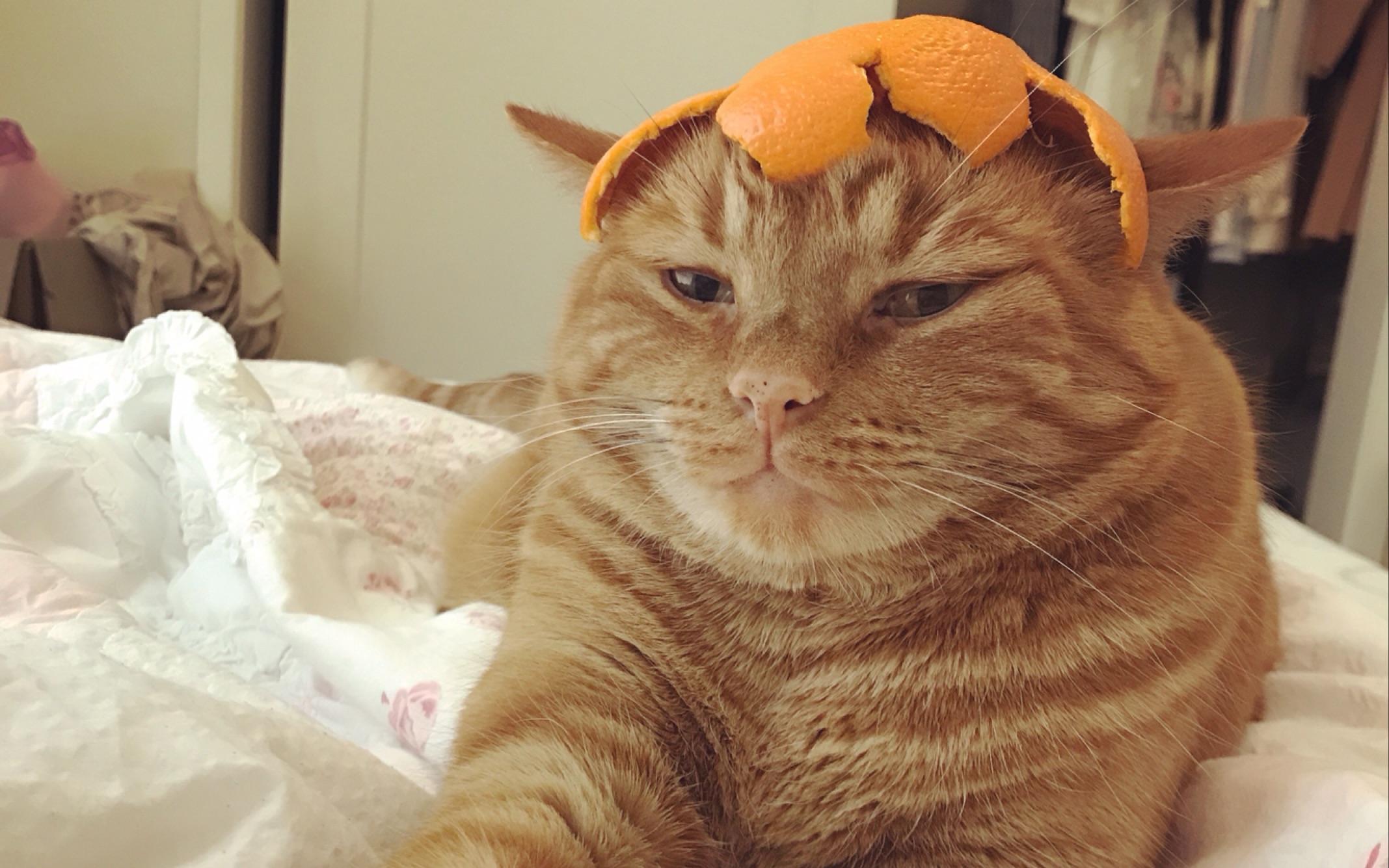 up主第一次在b站投稿!拿出看家两只胖橘!