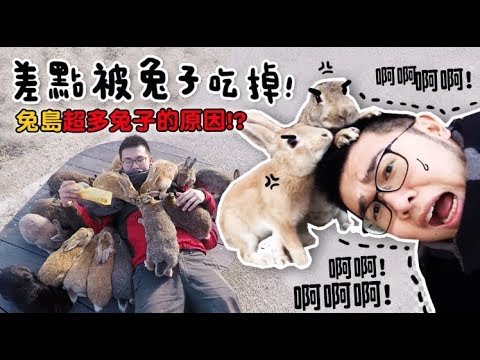 【差点被兔子吃掉!兔岛超多兔子的原因?|日本Vlog 】狸猫哔哩哔哩bilibili