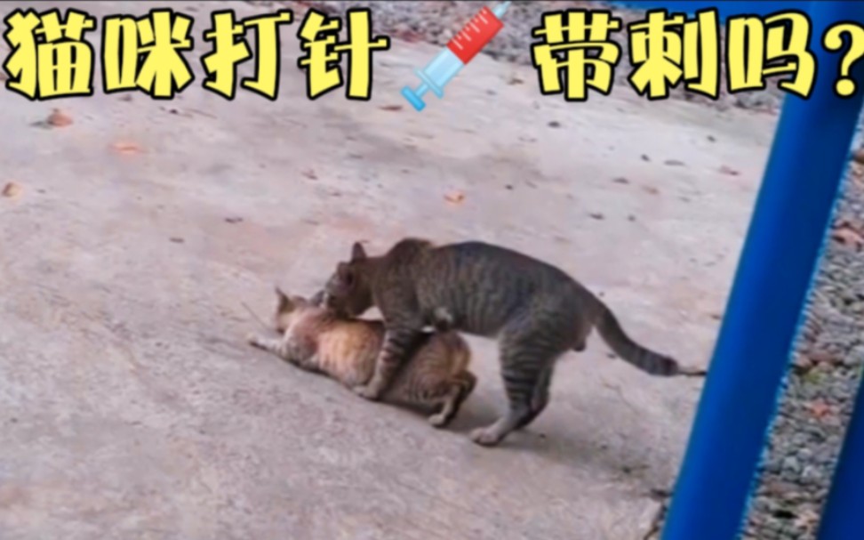 猫咪交配真的很疼痛哔哩哔哩bilibili