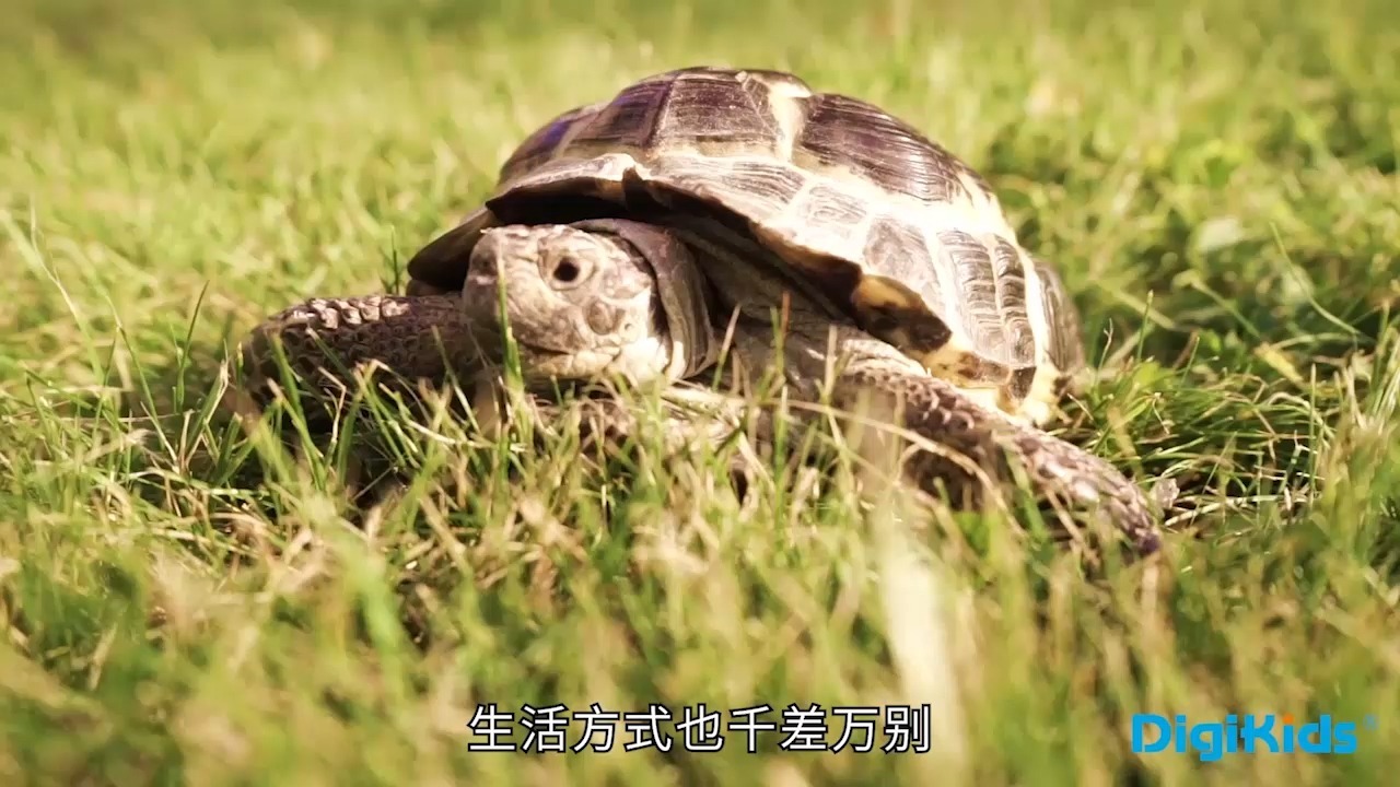 小灯塔-动物的分类