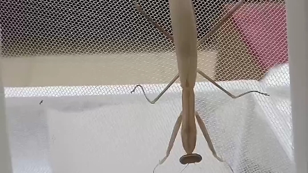 去年11月份的螳螂终于羽化了