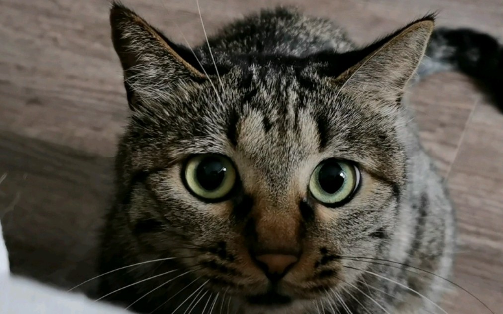 铲屎官用最简单的方法逗狸花猫,猫咪眼睛不停变化,萌死人了!