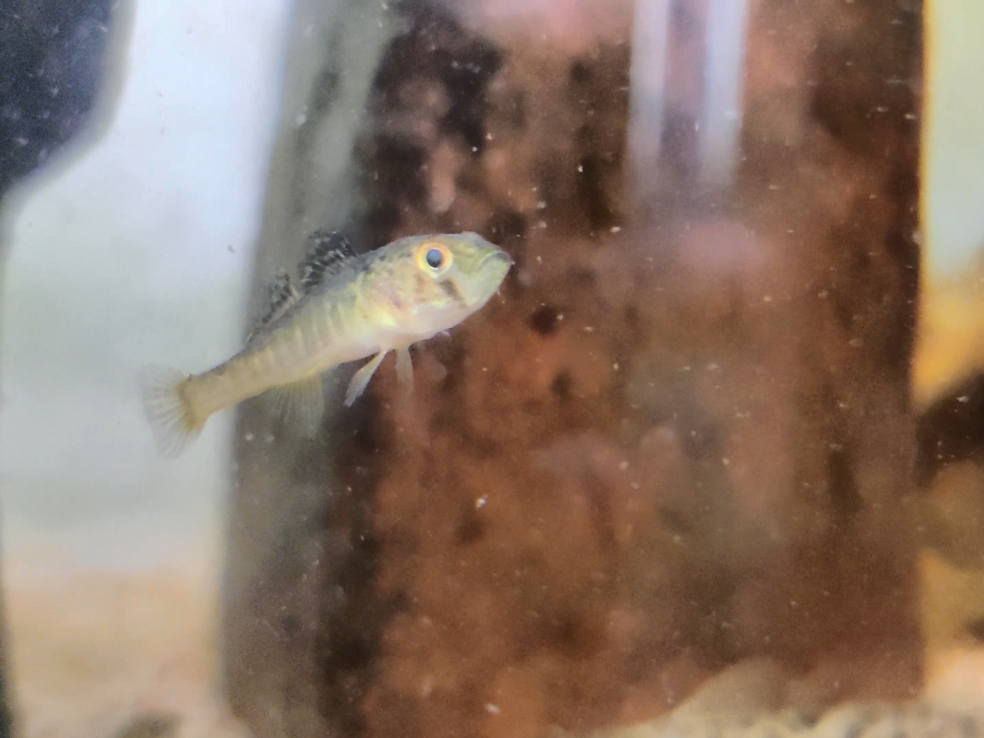 小黄黝鱼,没有活食儿,它照样吃饲料!