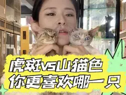 Download Video: 虎斑vs山猫色，你更喜欢哪一只呢❓