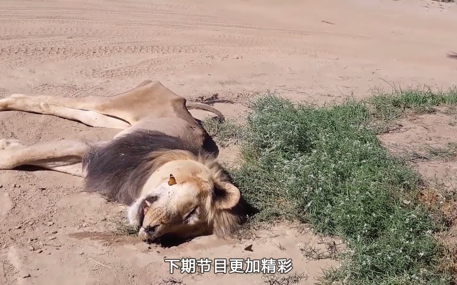 这头高龄狮王自然老死,在生命倒数的4天里,一直栖身大树下哔哩哔哩bilibili