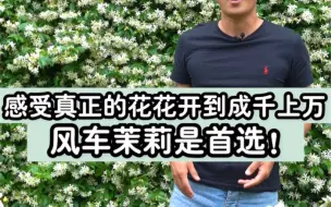 Download Video: 老王推荐花园爬墙植物之花开万万朵的——风车茉莉