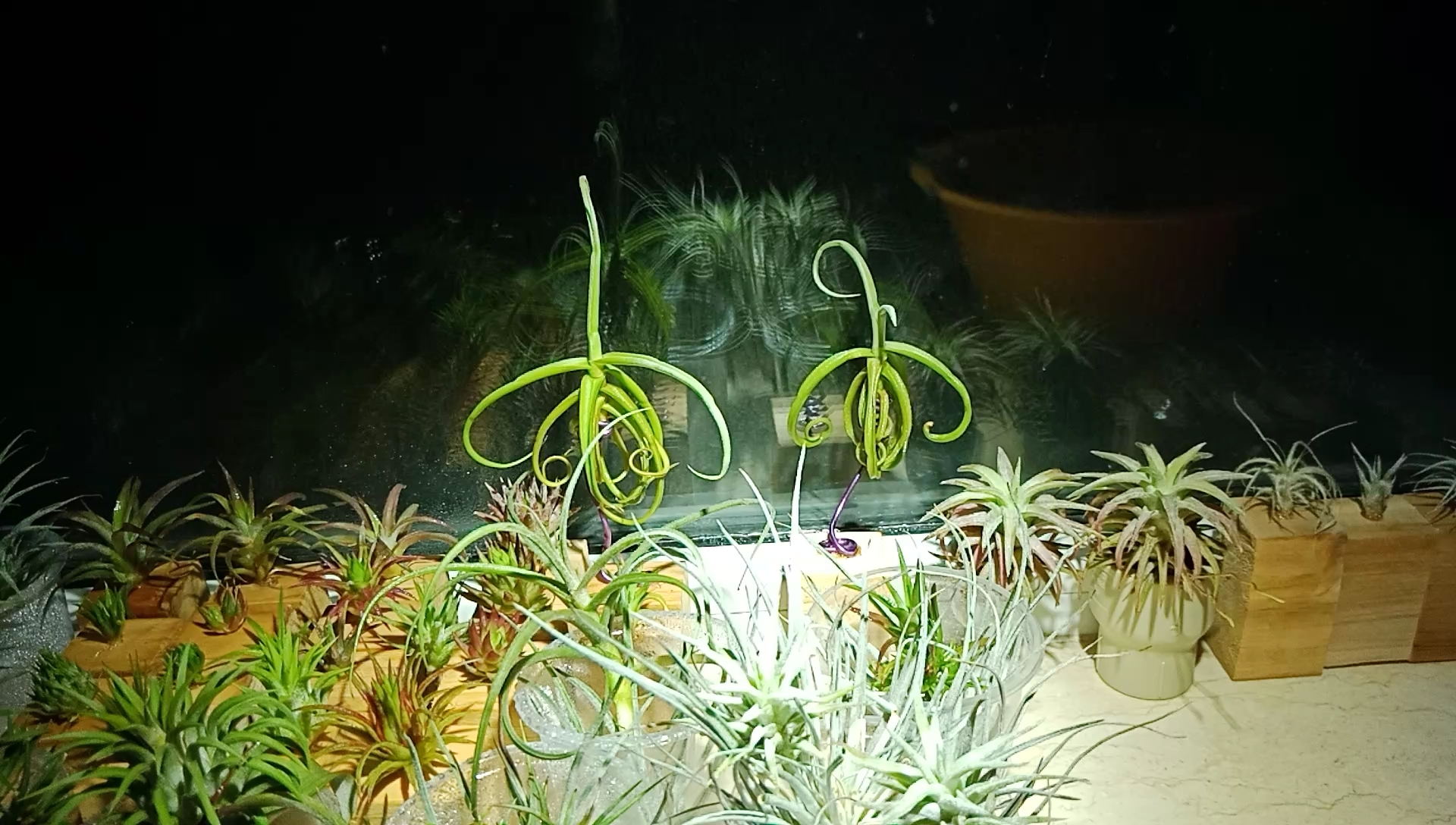 空气凤梨re:两种树猴!满水状态对比!