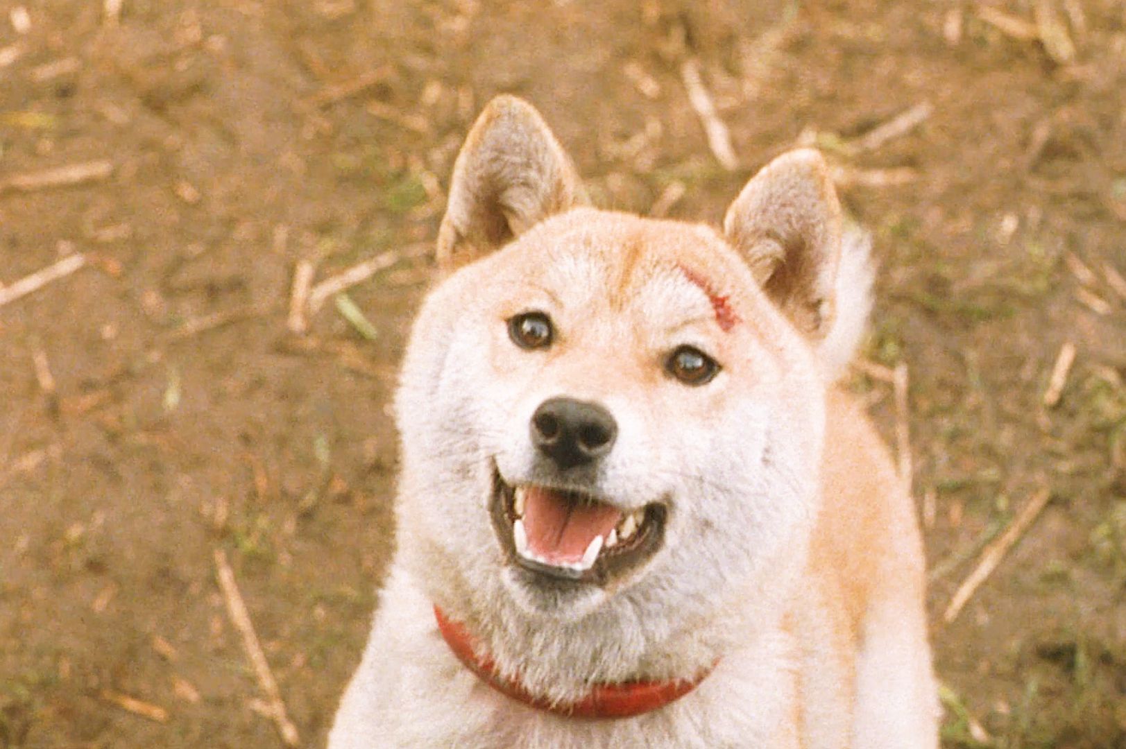 真实故事改编,看到最后泪目了《爱犬的奇迹》