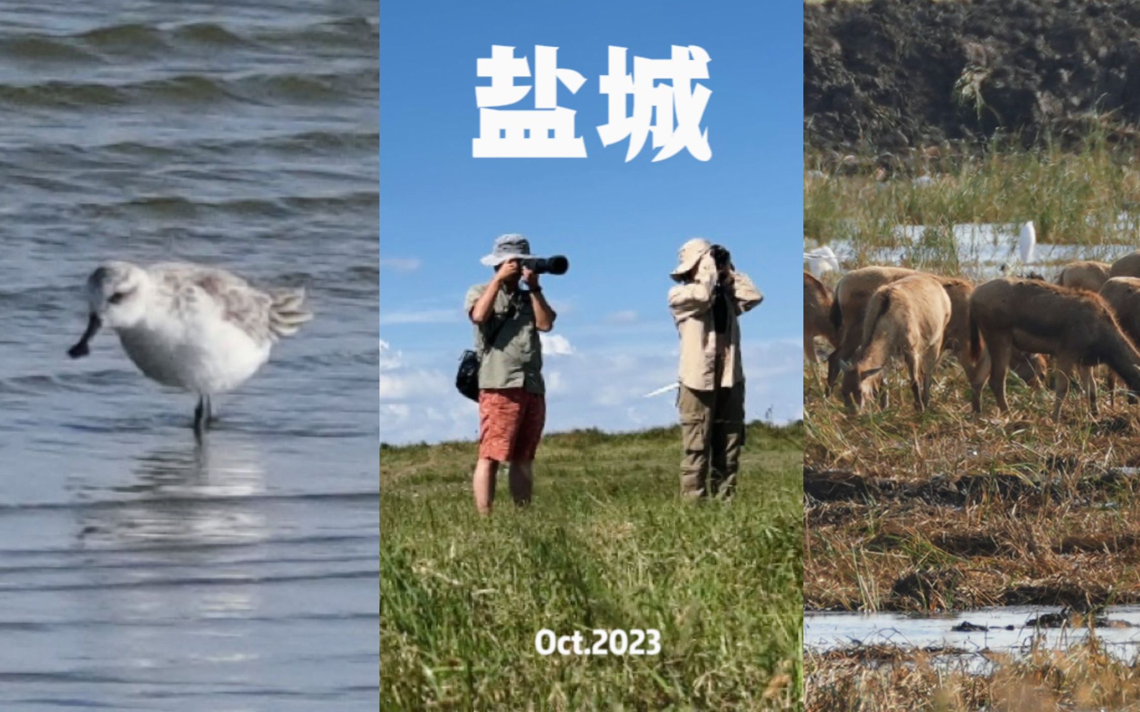 【秋迁观鸟】水鸟新手迷失在迁徙的鸻鹬里/加新勺嘴鹬/野鹿荡safari哔哩哔哩bilibili