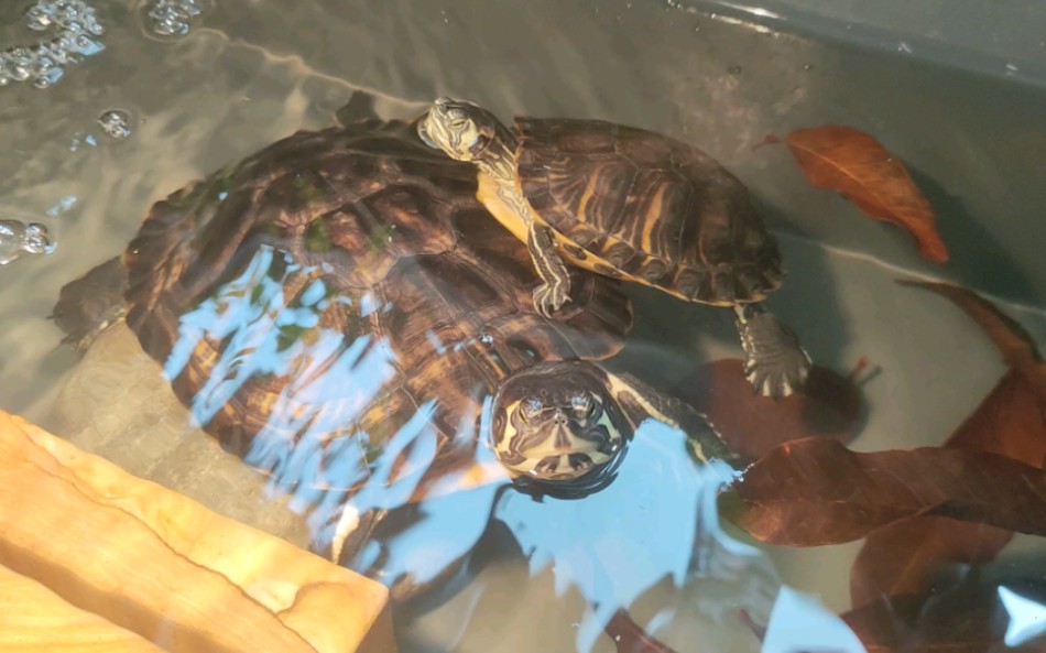 大龟龟背着小龟龟