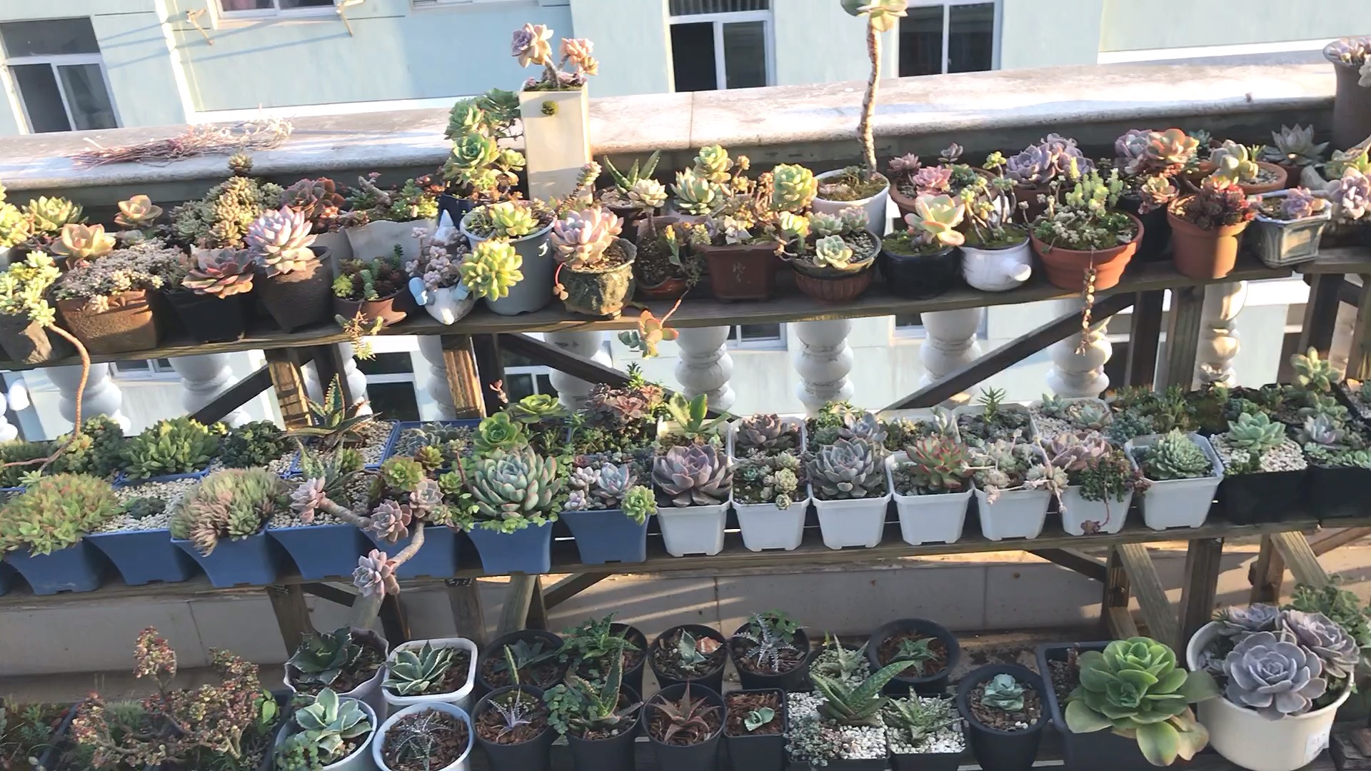 多肉大露台全look