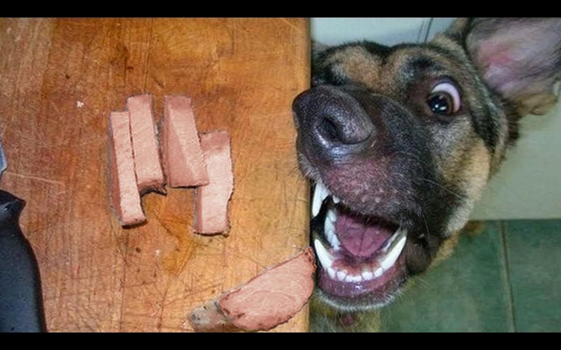 【动物欢乐日常】最有趣的猫猫狗狗沙雕片段!