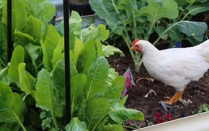 乌塌菜开成了一树花,小鸡们啄着菜床边垂下来的草