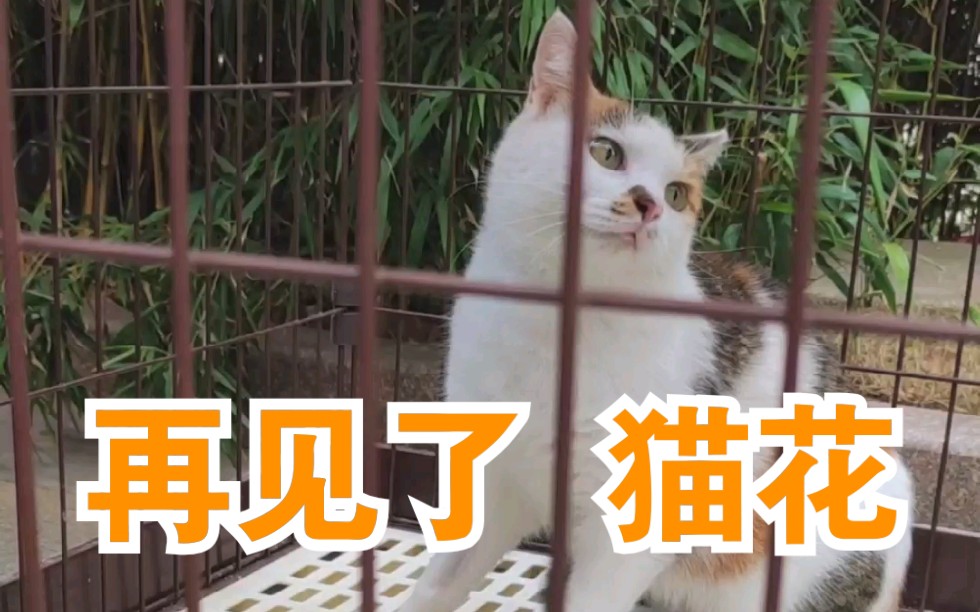 猫花,你要回来哦!哔哩哔哩bilibili