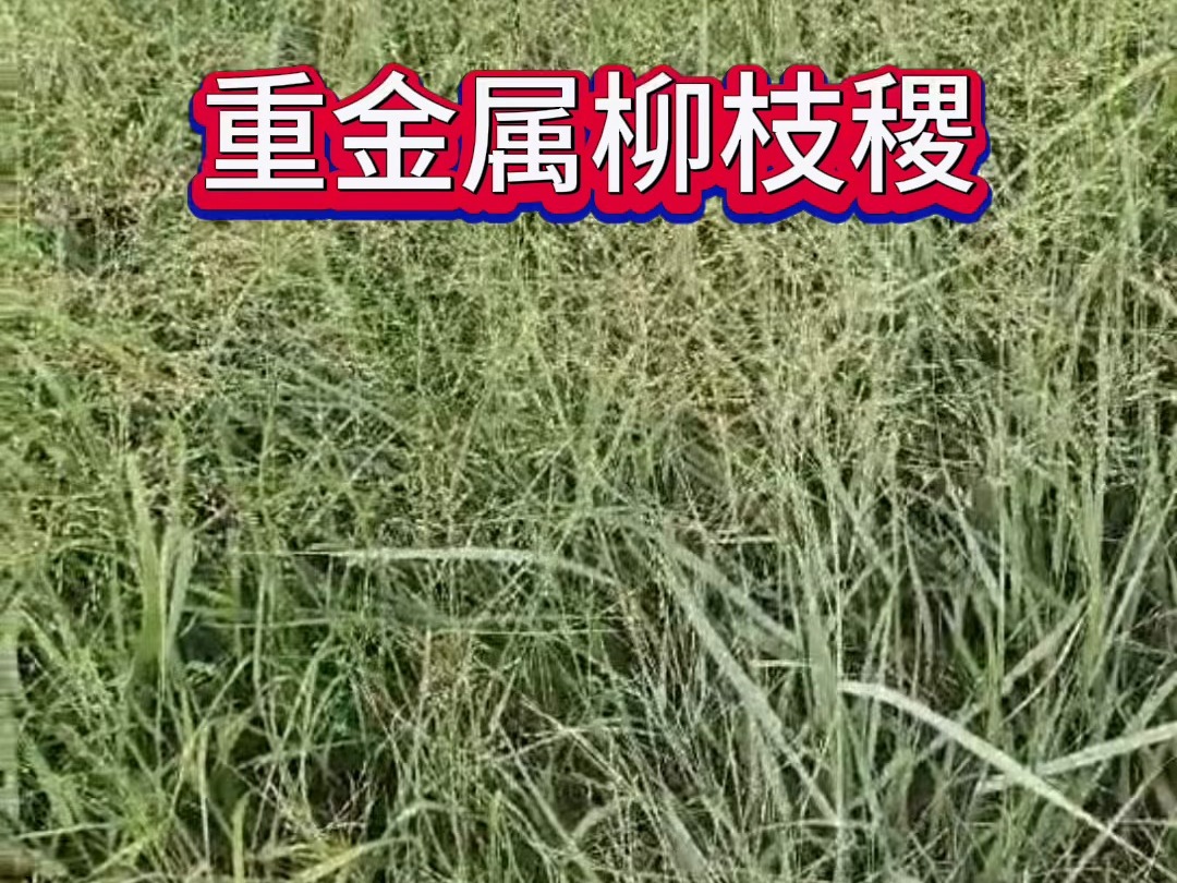 重金属柳枝稷,绝美的花镜观赏草!哔哩哔哩bilibili