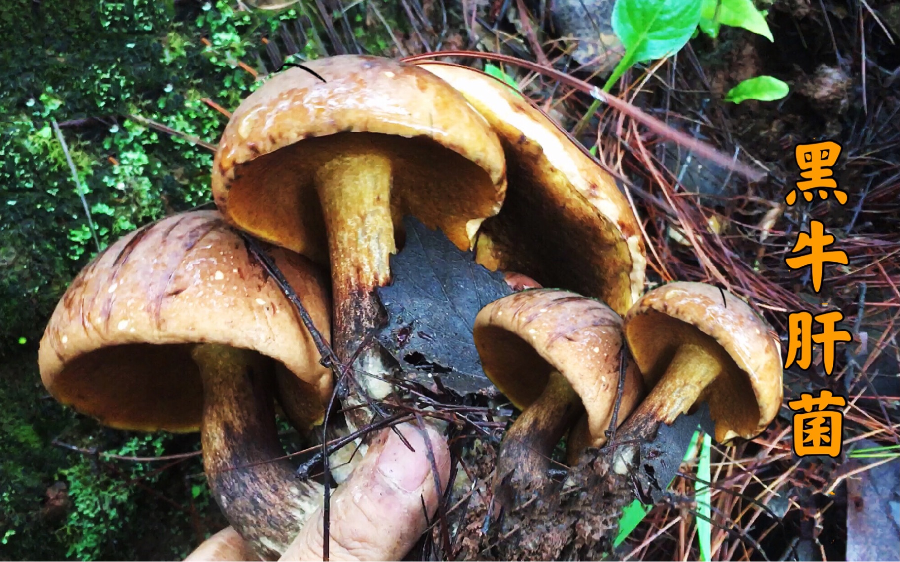 [图]雨后叔侄二人一同进山采蘑菇，，来到老窝子一看激动坏了，小篮子都装不下