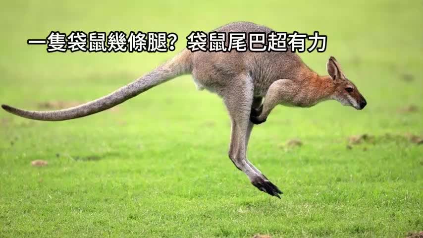 袋鼠尾巴超有力