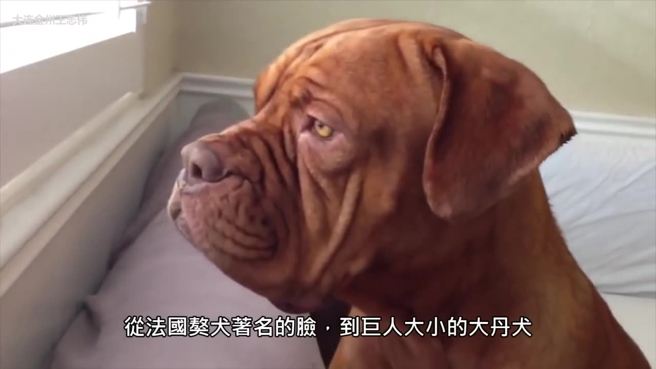 世界10大巨型犬品种哔哩哔哩bilibili