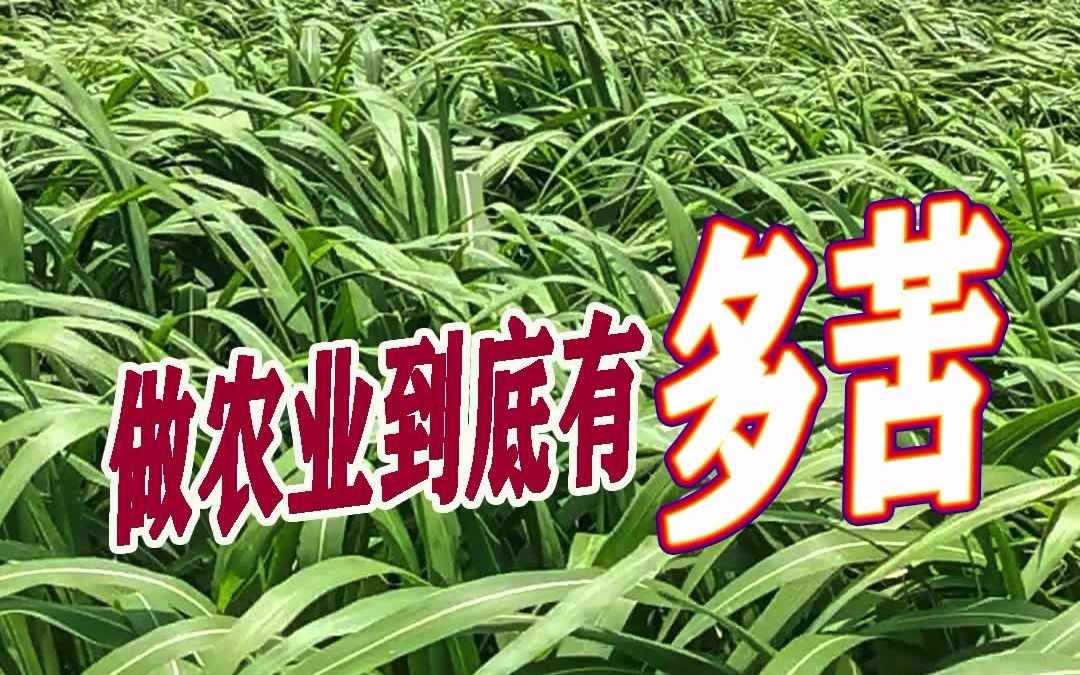 高产牧草巨菌草,养殖的朋友都需要哔哩哔哩bilibili