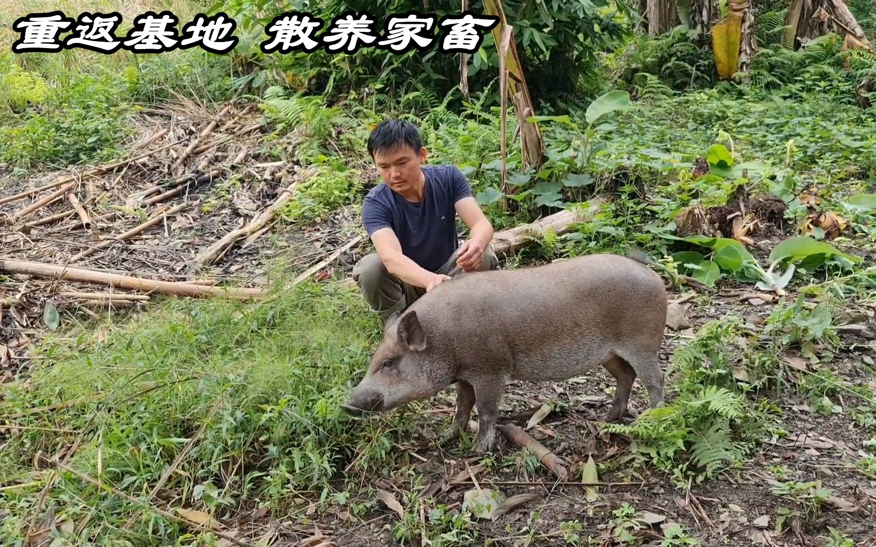 重返基地,家畜们都被散养出来,小黑们显得有些不高兴哔哩哔哩bilibili