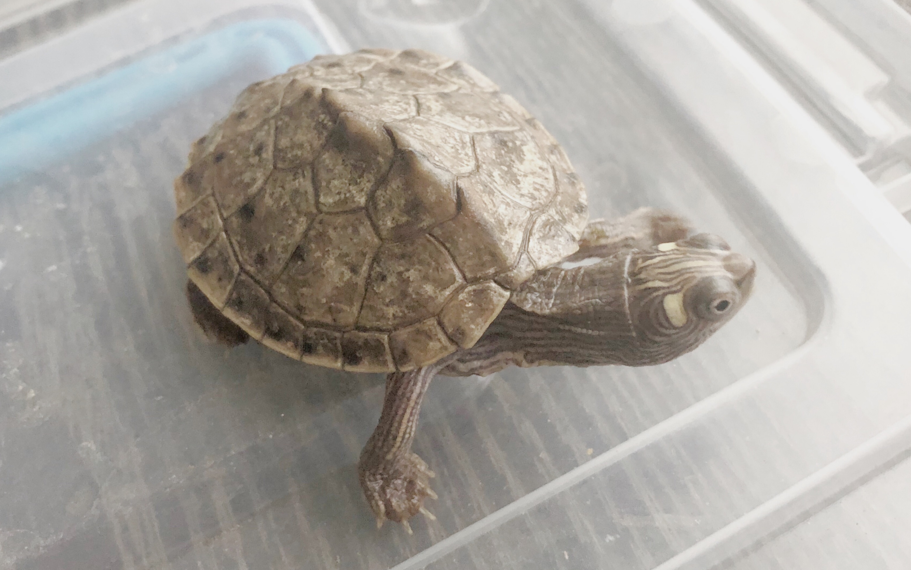 开箱神错甲密西西比地图龟准备抽奖送出