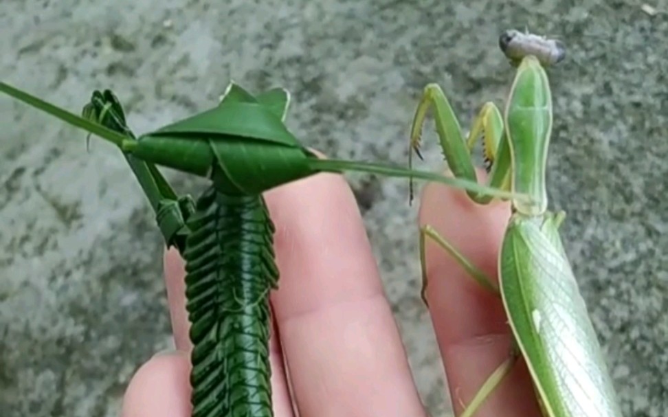 从头开始学棕编第三集:棕编螳螂 陈老师棕编教程喜欢的学起来吧