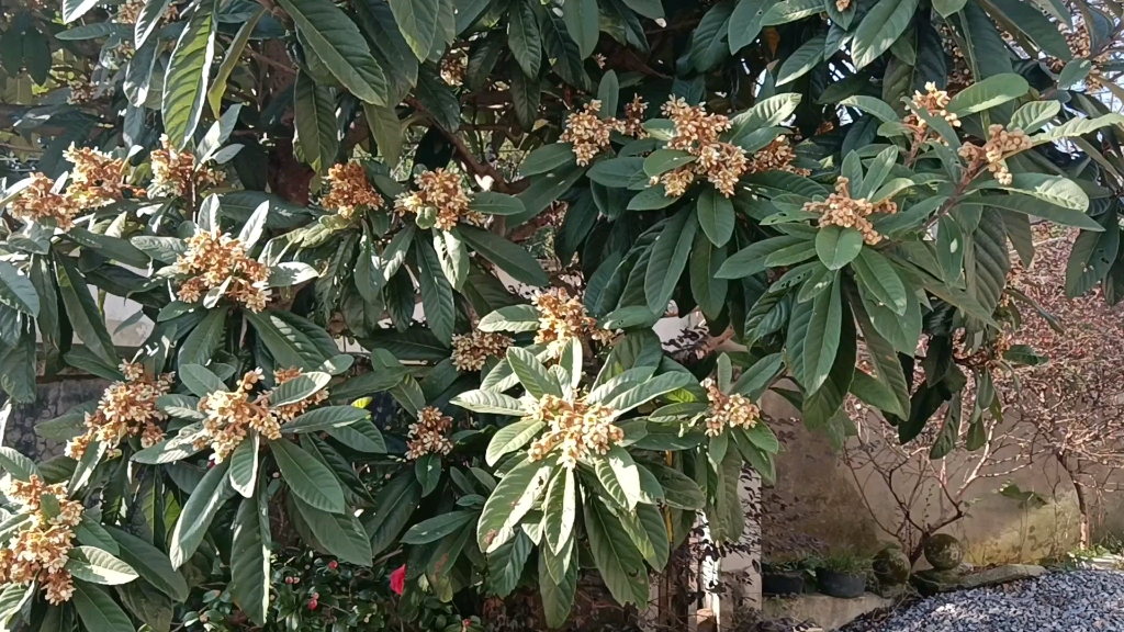 枇杷树原来秋冬天开花!