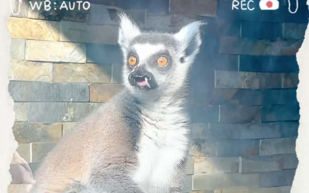 超可爱的狐獴吃播