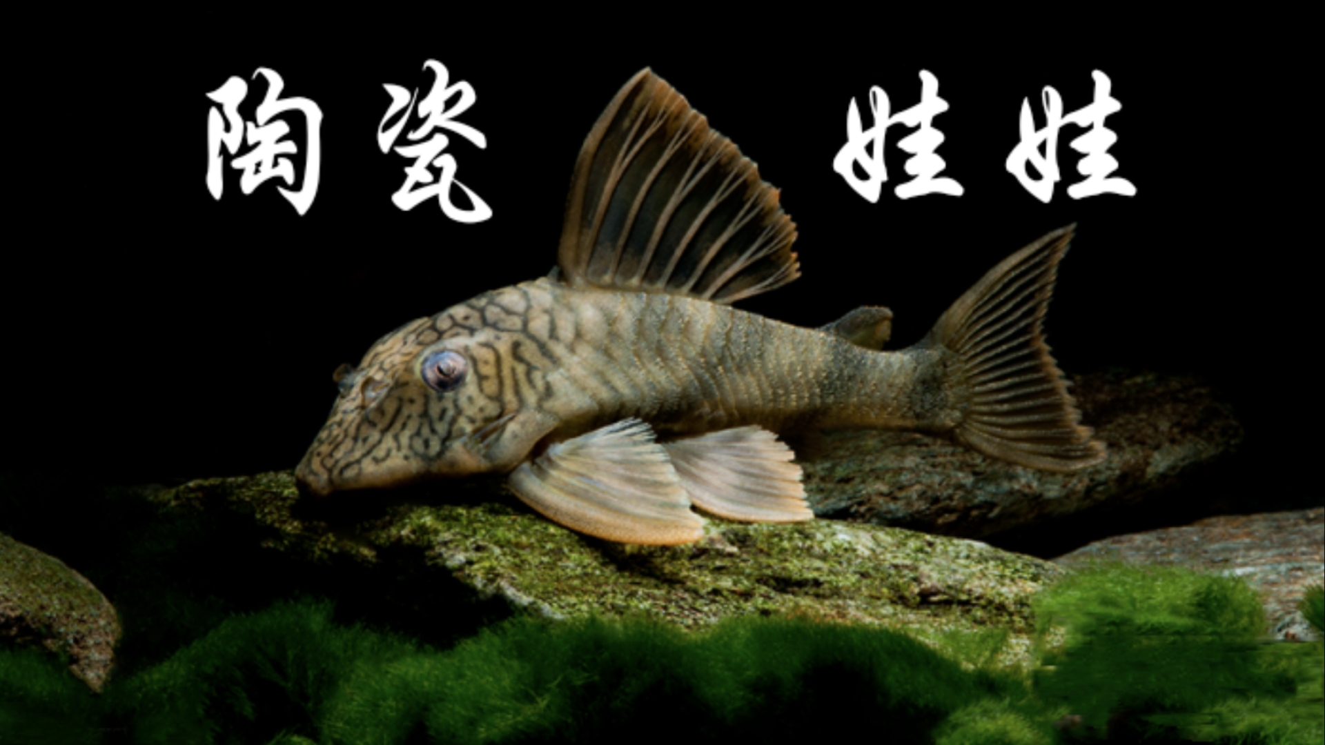 了解异型鱼:l121 l135 l305 陶瓷娃娃
