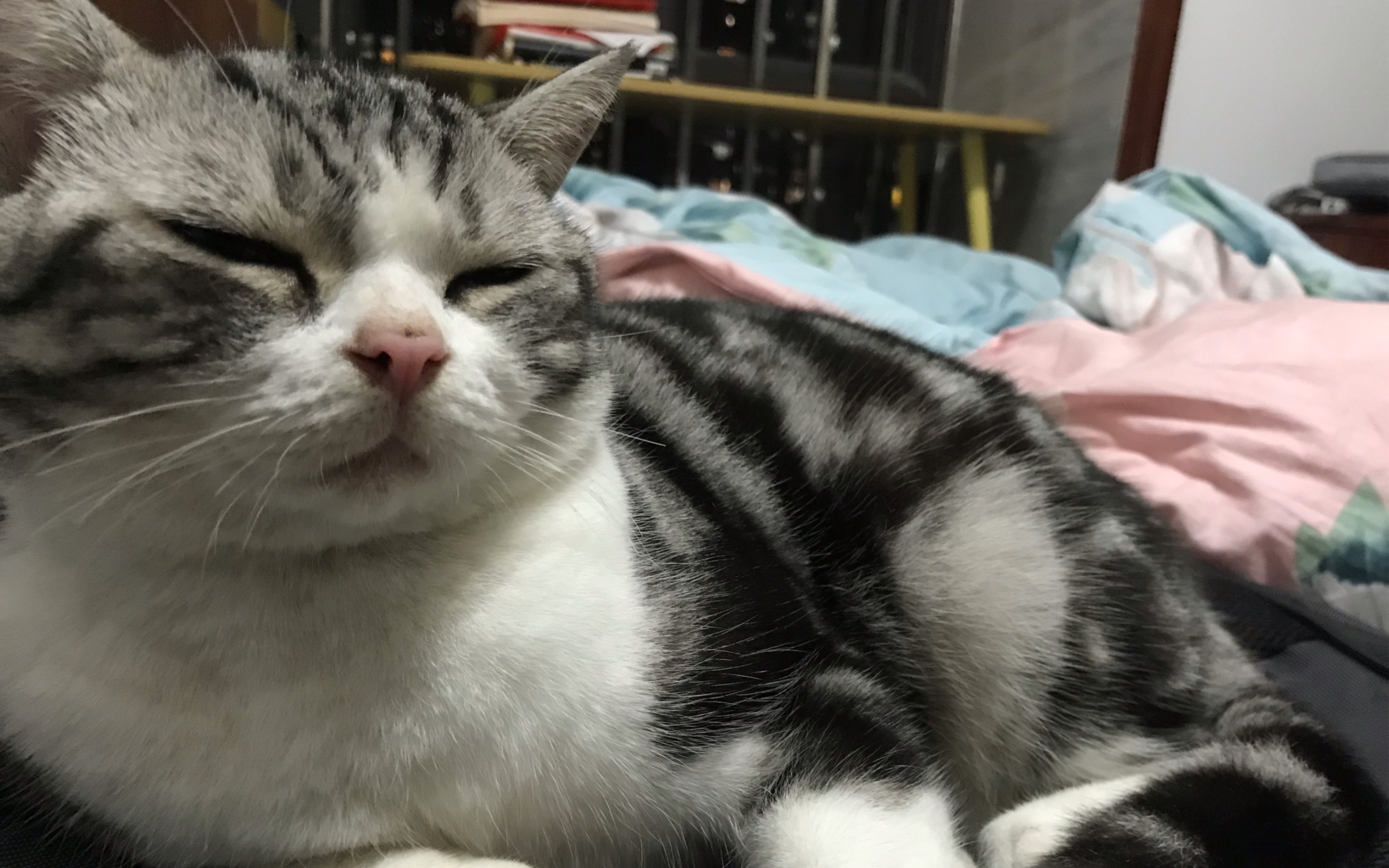 喵呜～可爱呆萌憨憨憨,帅气冷酷皮皮皮.