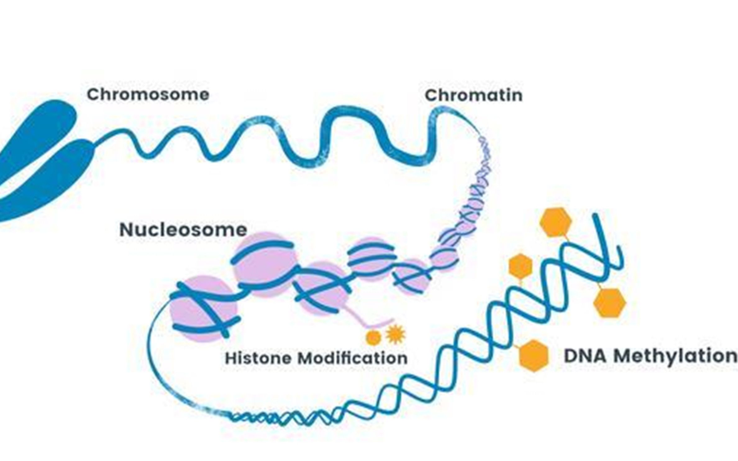 艾可生物化学第二十四期课程节选同裂酶哔哩哔哩bilibili