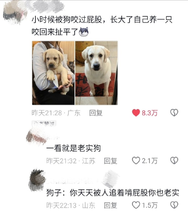 当怕狗的人第一次摸狗be like哈哈哈哈哈哈哔哩哔哩bilibili