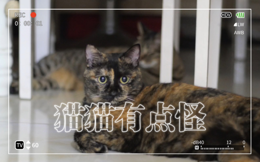 【猫咪日常】奇怪的猫猫观察日记哔哩哔哩bilibili