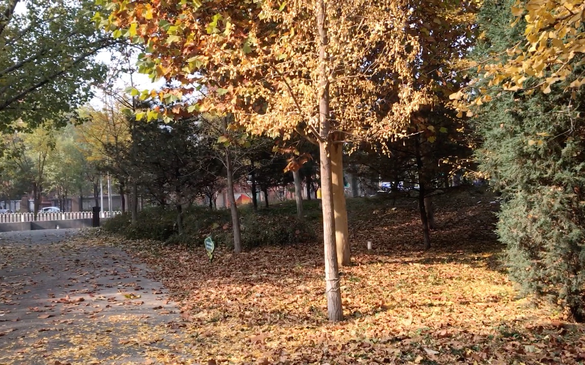 北京海淀区树村公园