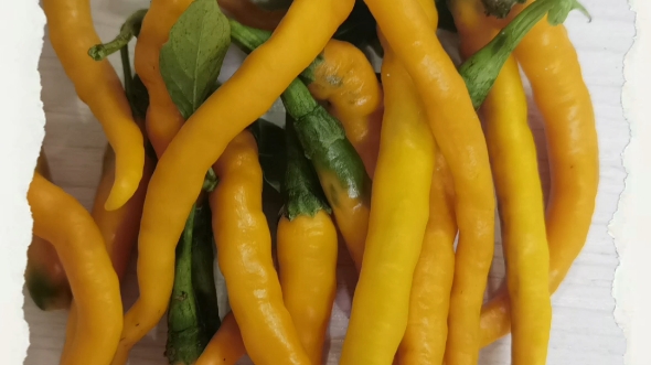 农村生活——自采自种黄辣子