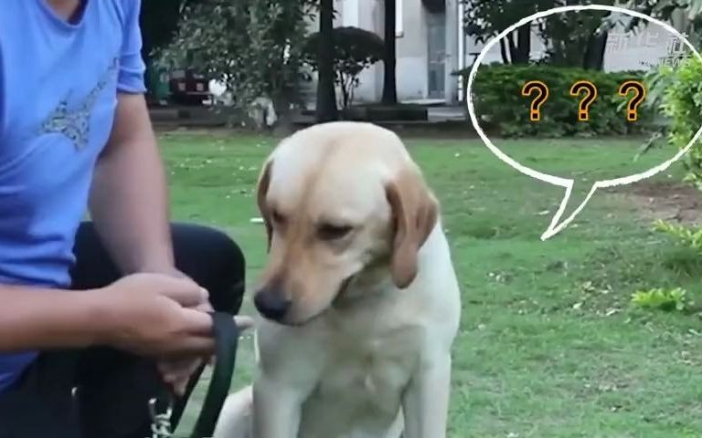 警犬演示遛狗有效拴绳哔哩哔哩bilibili