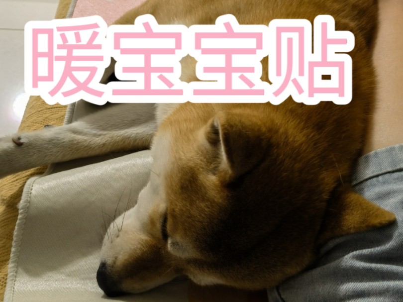 柴犬那么多,这么粘人的却没几个,喜提热乎乎的狗毛大貂哔哩哔哩bilibili