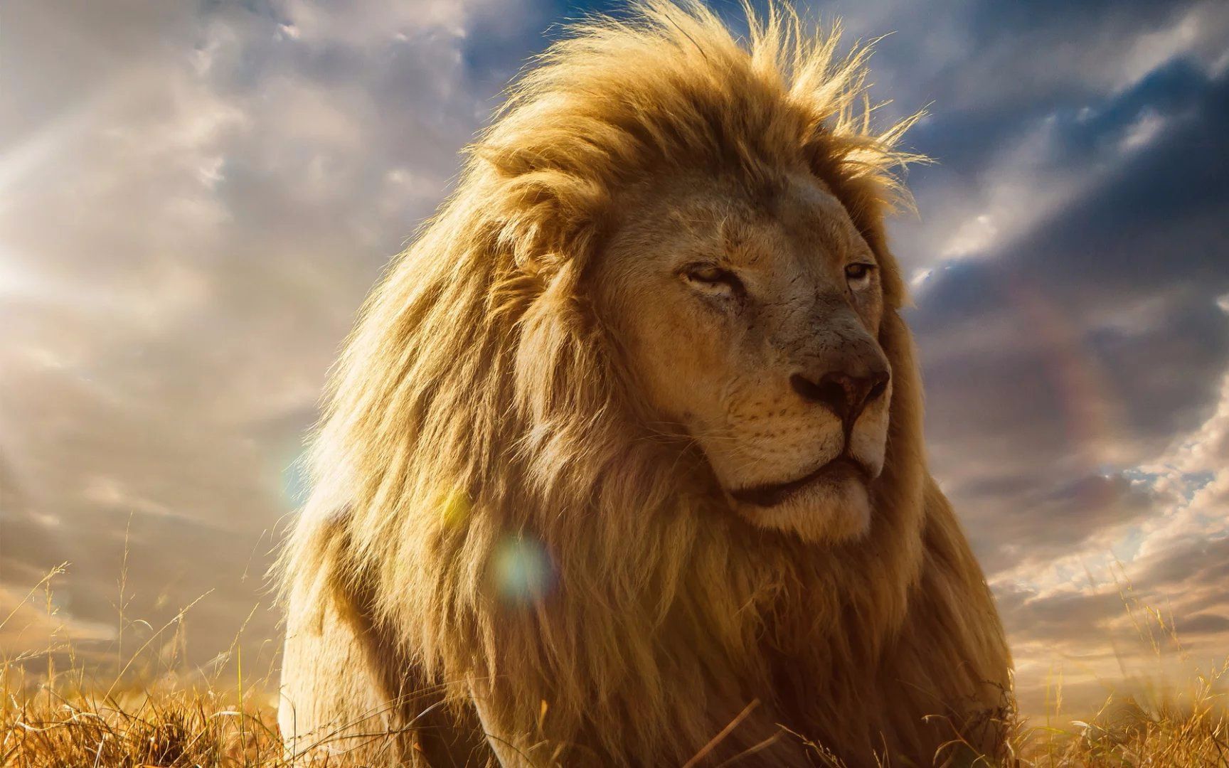 猎人杀了雄狮的配偶