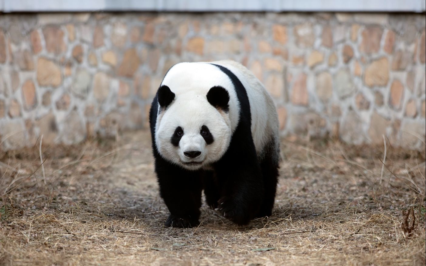 【大熊猫萌兰】今天早上的萌兰.2023.5.5.摄于北京动物园