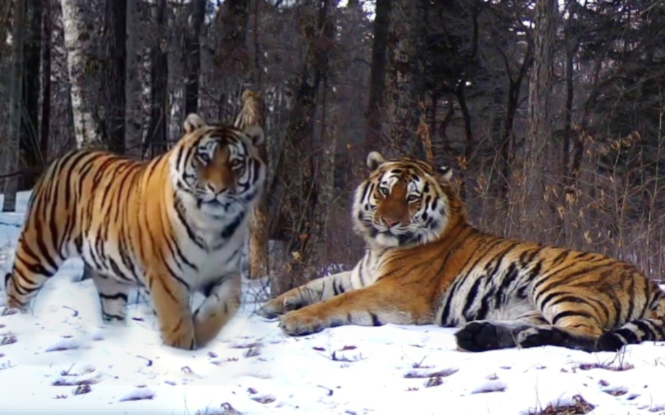 有人给完达山1号找到了爸爸,请大家帮忙鉴定一下