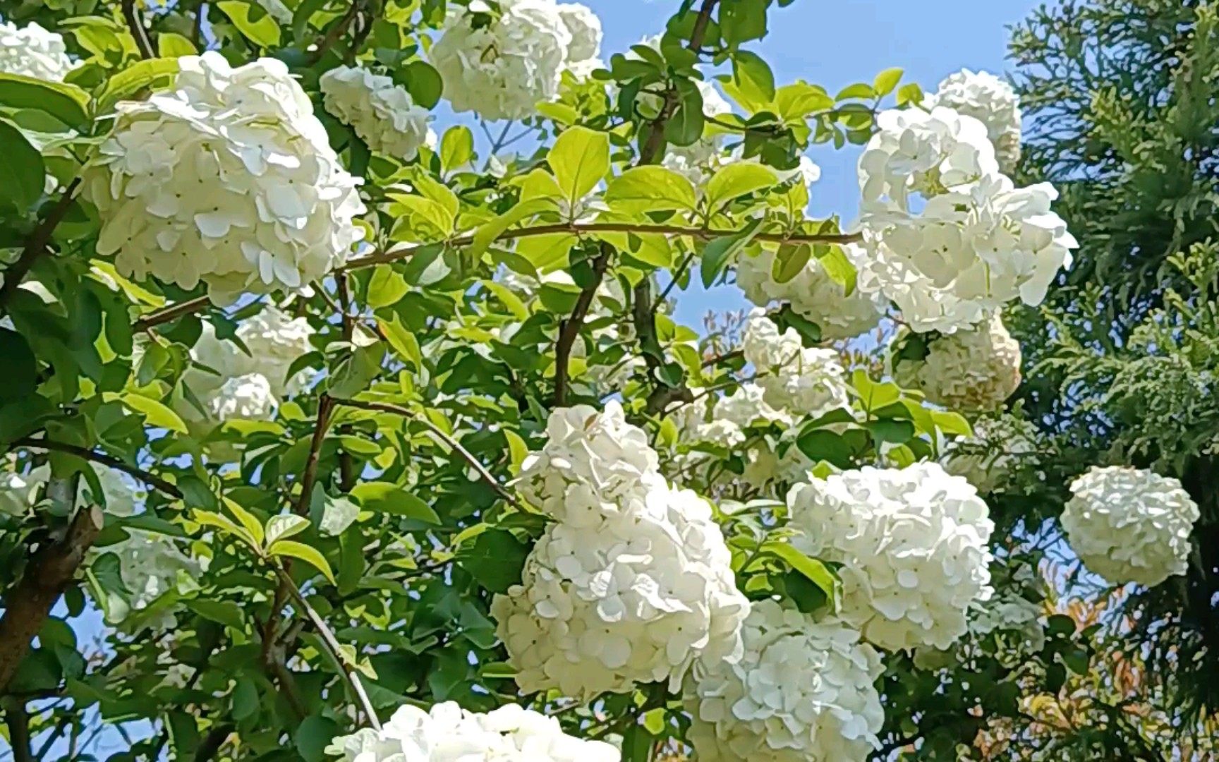 中华木绣球是荚蒾属里花形最大的,英文名Chinese snowball,欧洲称雪球,咱们这称绣球.今天阳光好,前几天还是苹果绿的木绣球真的变成了白白的雪球...