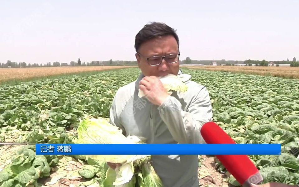 [图]都市报道【记者田中生啃白菜，背后藏着菜农的心酸，“能帮一把咱帮一把”】