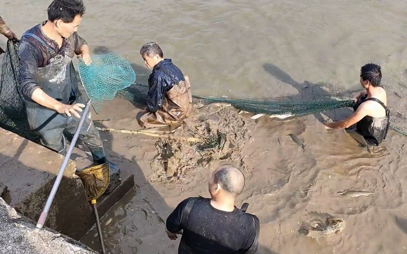 农村鱼塘捕鱼现场,拉出水面满满大货,手机记录真实抓鱼过程