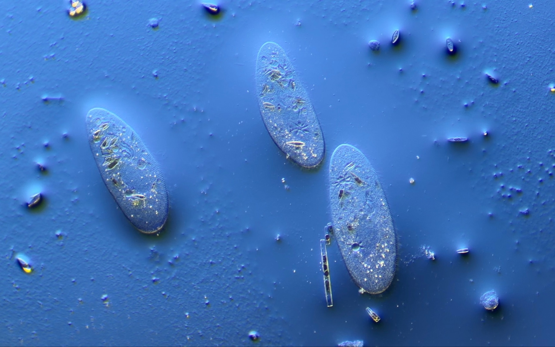 一滴水干后,草履虫变作虫干.