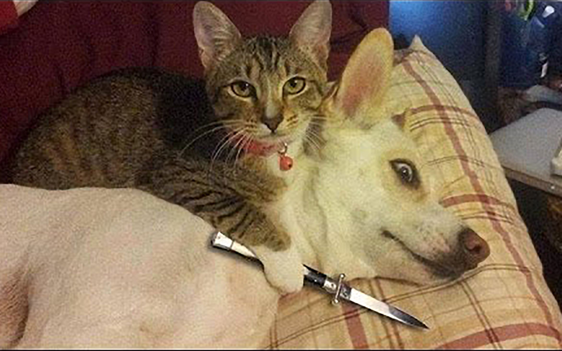 高萌猫狗大战 面对疾风吧&可爱动物搞笑集锦 结尾高能_哔哩哔哩 (゜