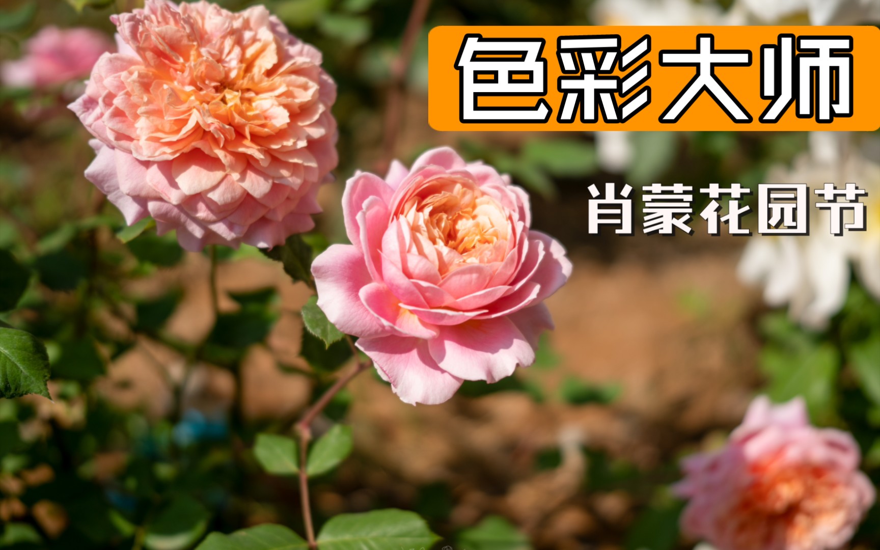 马萨德的个性色彩审美,月季肖蒙花园节哔哩哔哩bilibili