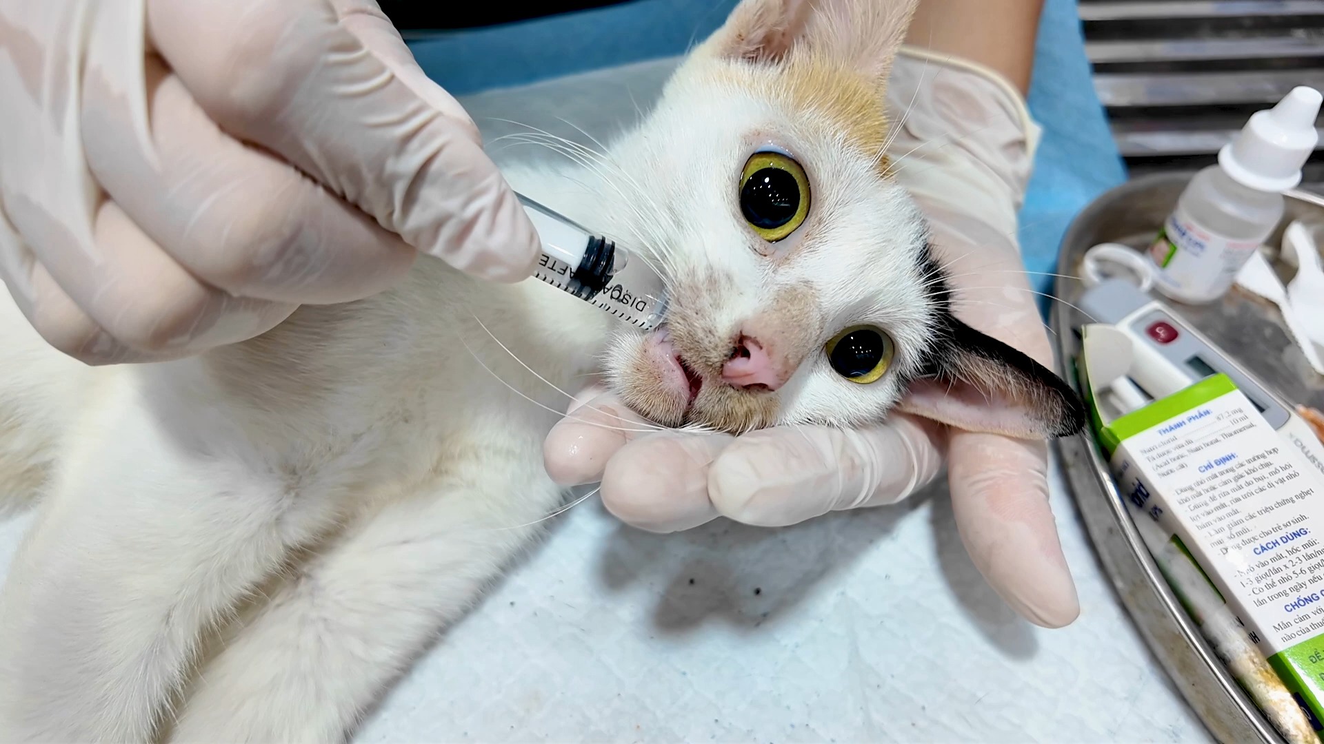动物图片 __ 花园里的奇迹_ 猫科动物_不太可能的救援