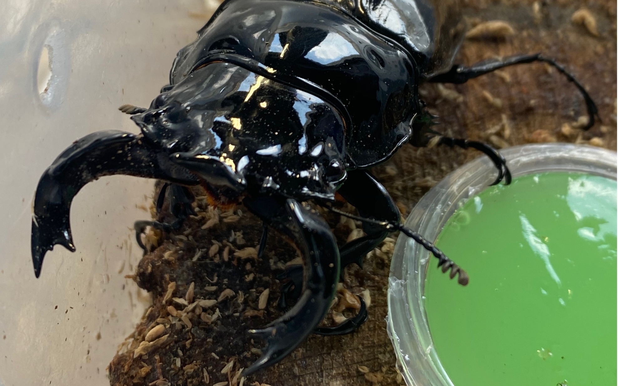 开箱一只来自非洲的黑宝石(mt大黑艳)