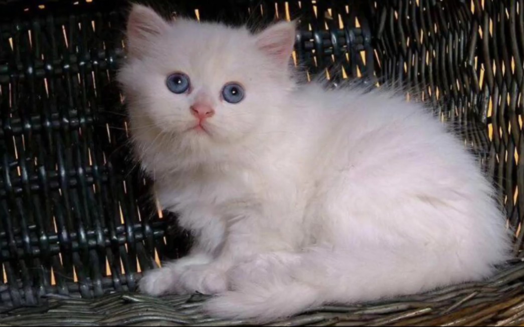 波斯猫的可爱好奇心