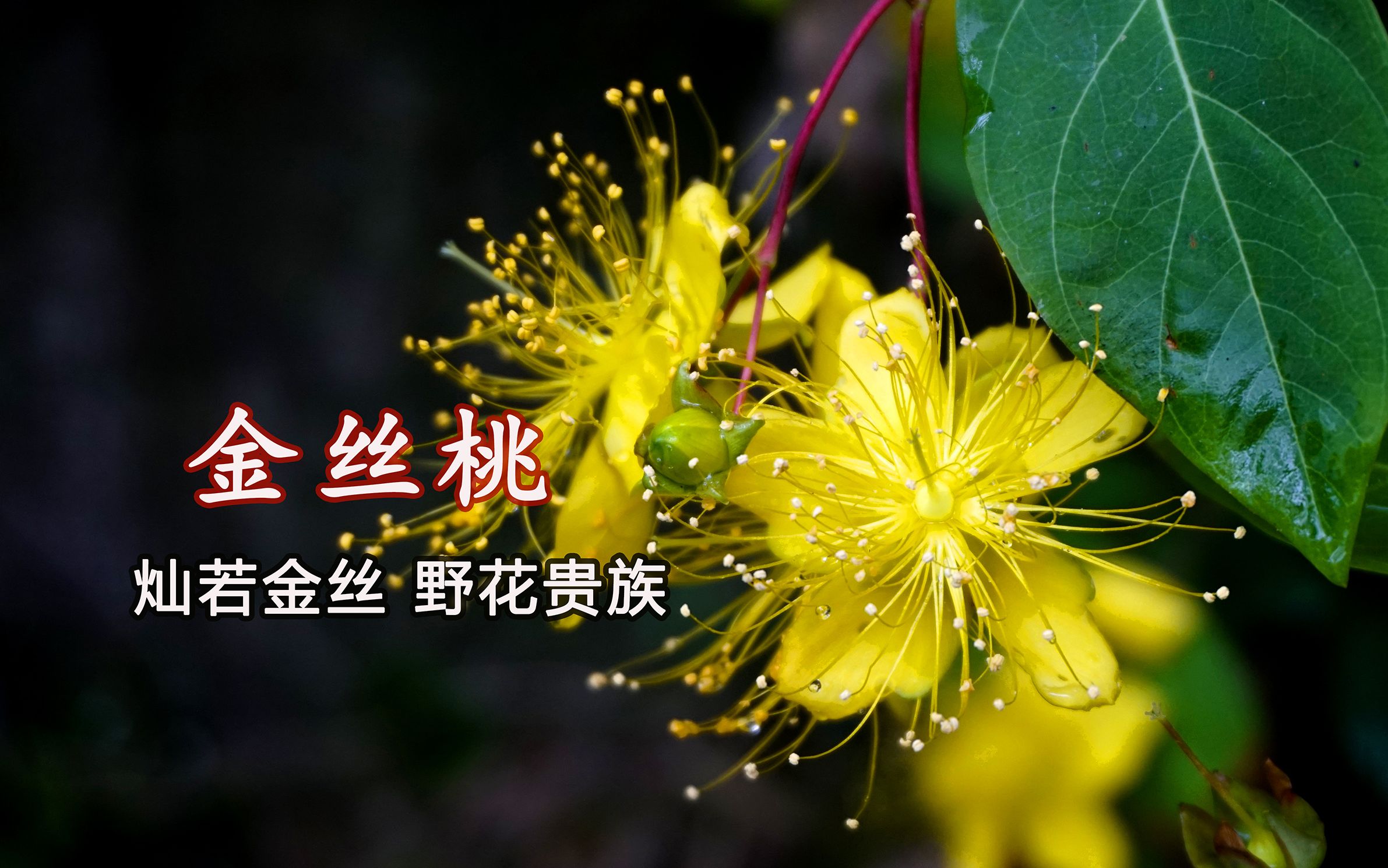 很多文人墨客笔下的野花贵族,花如桃花蕊如金丝哔哩哔哩bilibili